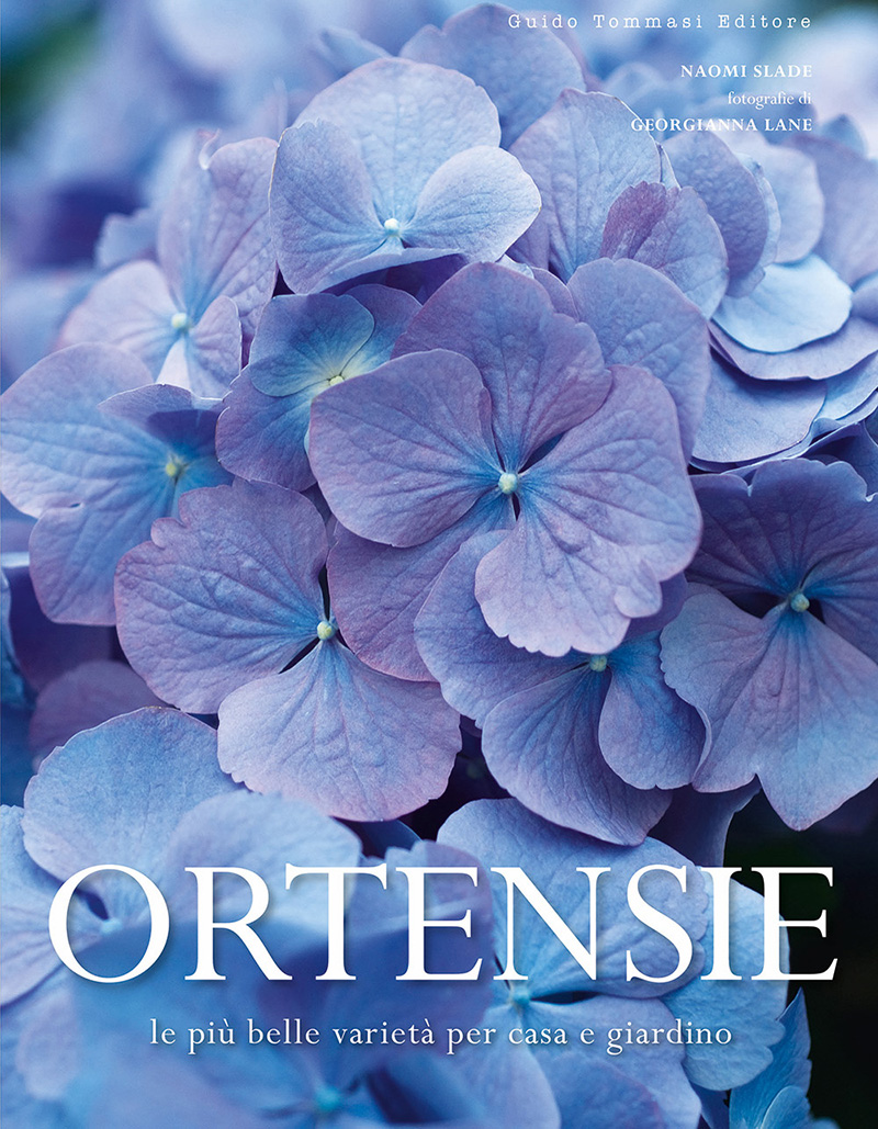 Ortensie